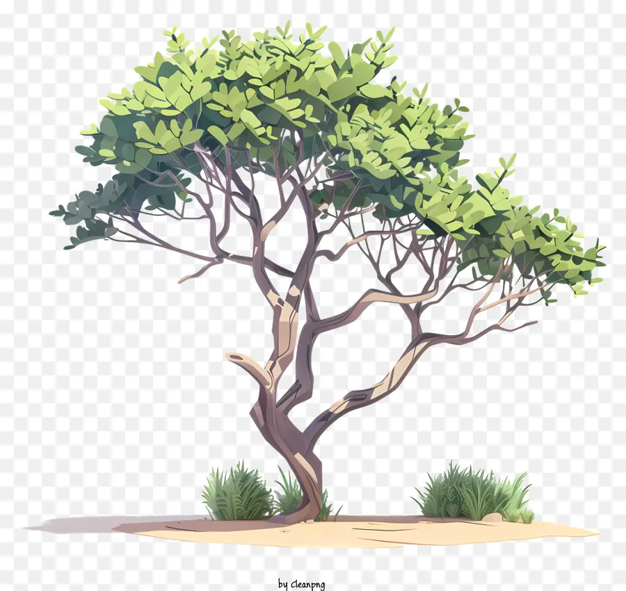 3d Akasya Ağacı，Yemyeşil Yapraklar PNG