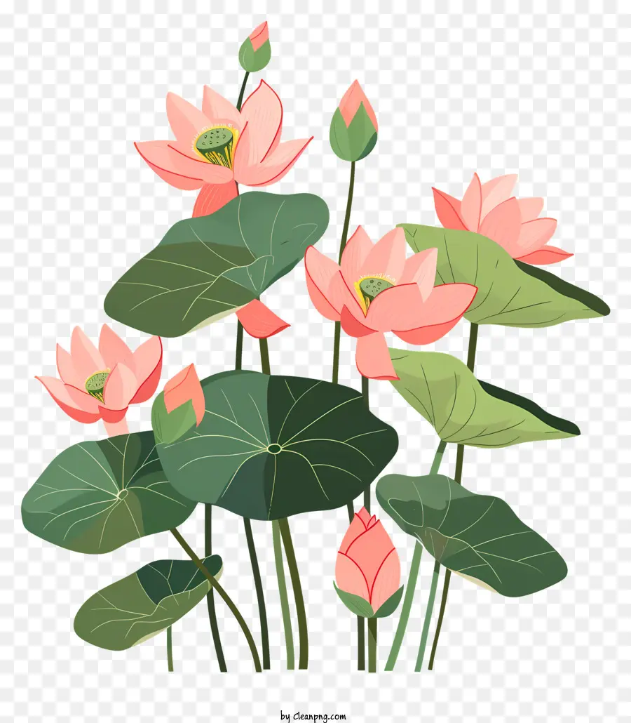 Lotus çiçeği，Pembe Nilüferler PNG