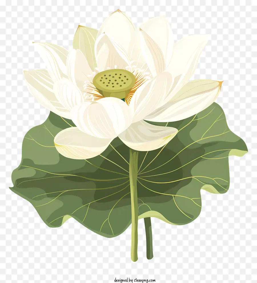 Beyaz Lotus，Lotus çiçeği PNG