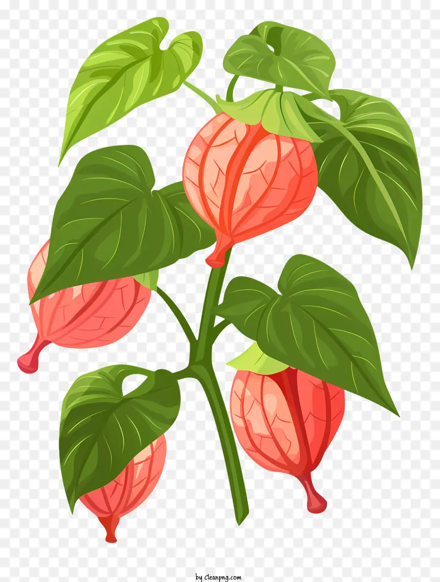 Bitki，Physalis PNG