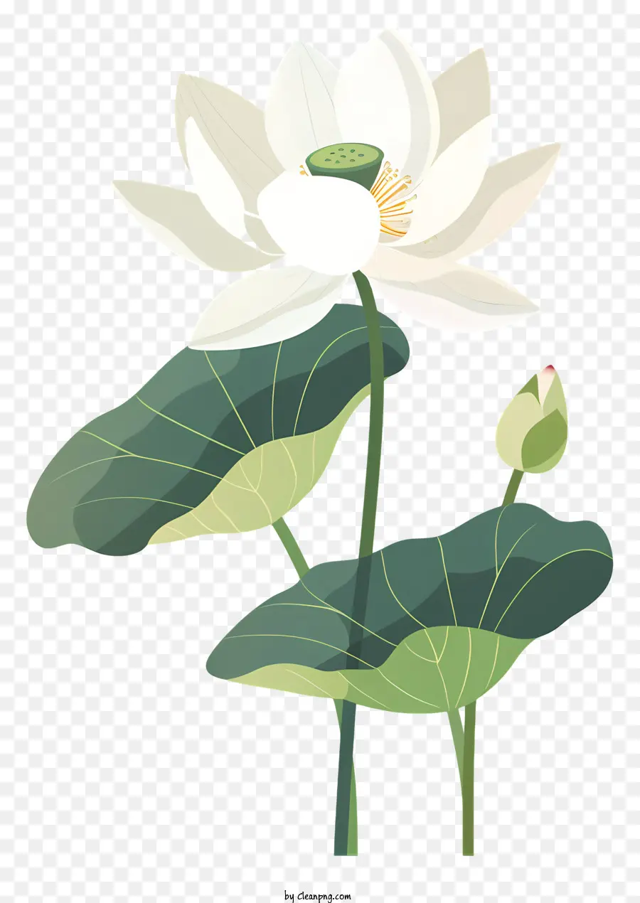 Beyaz Lotus，Beyaz Lotus çiçeği PNG