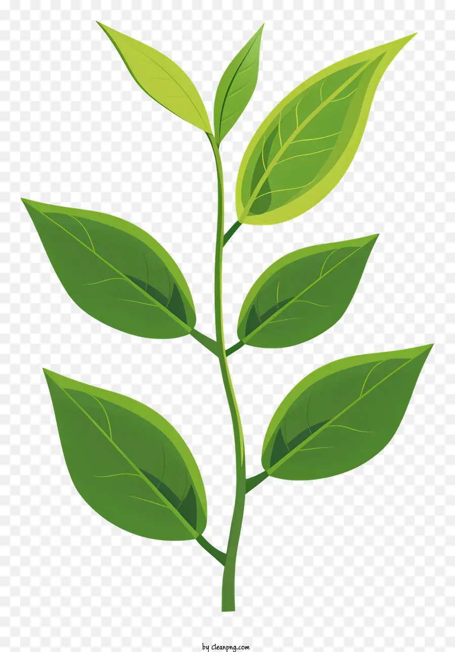 Yeşil çay Yaprağı，Yeşil Yapraklı Bitki PNG