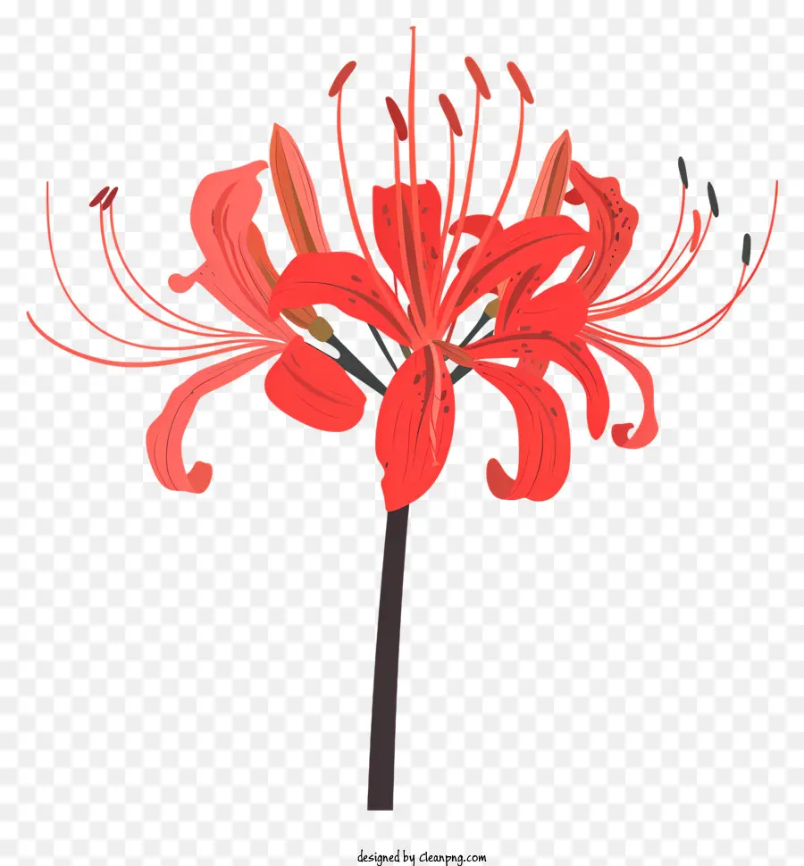 Kırmızı örümcek Zambak，Kırmızı çiçek PNG