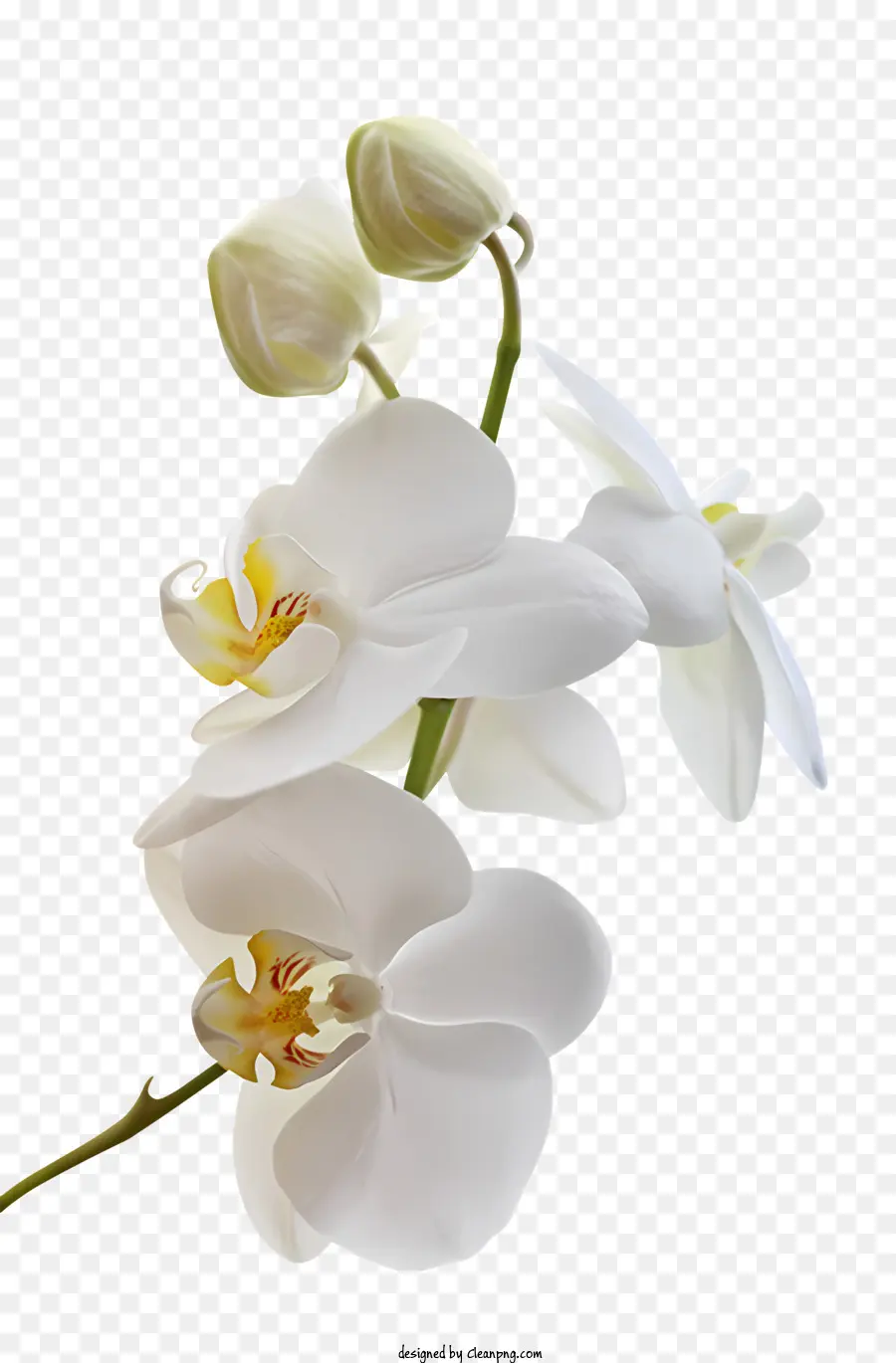 çiçek，Beyaz Orkide PNG