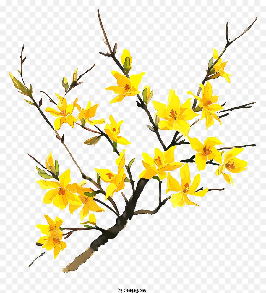 Forsythia Çiçeği，Bahar çiçeği PNG