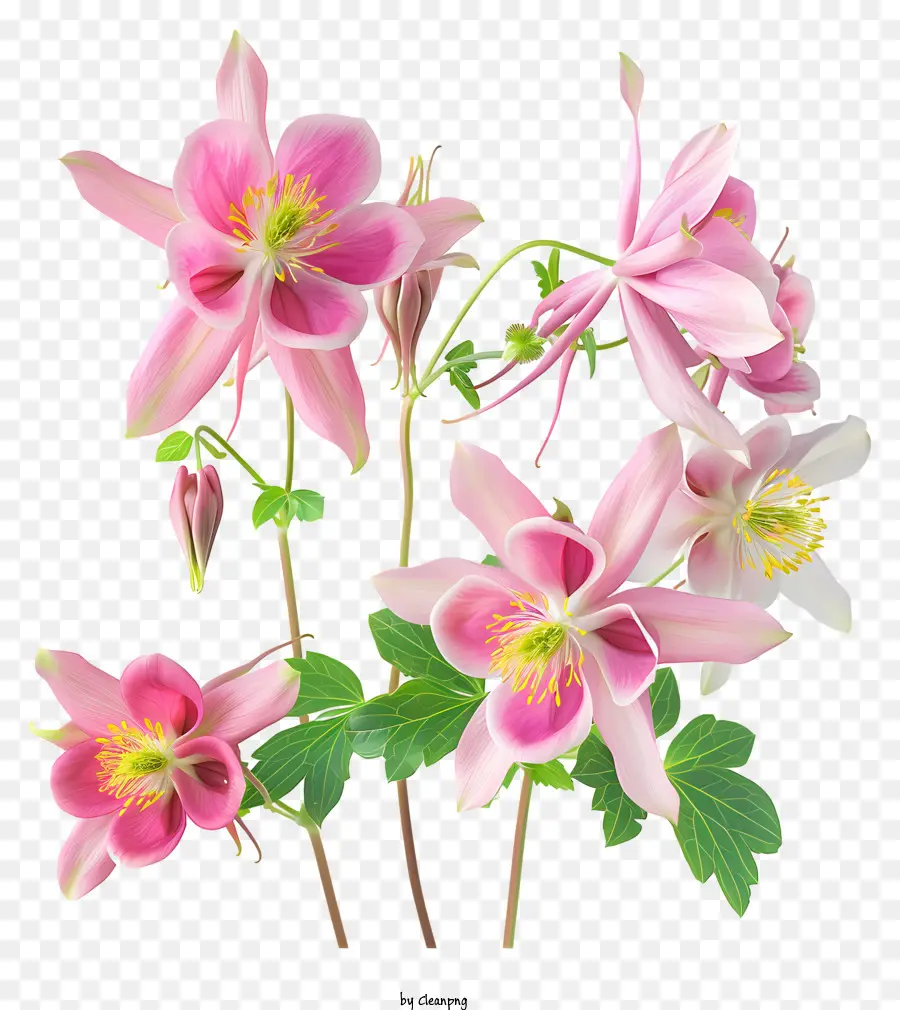 Columbine çiçeği，Pembe Çiçekler PNG