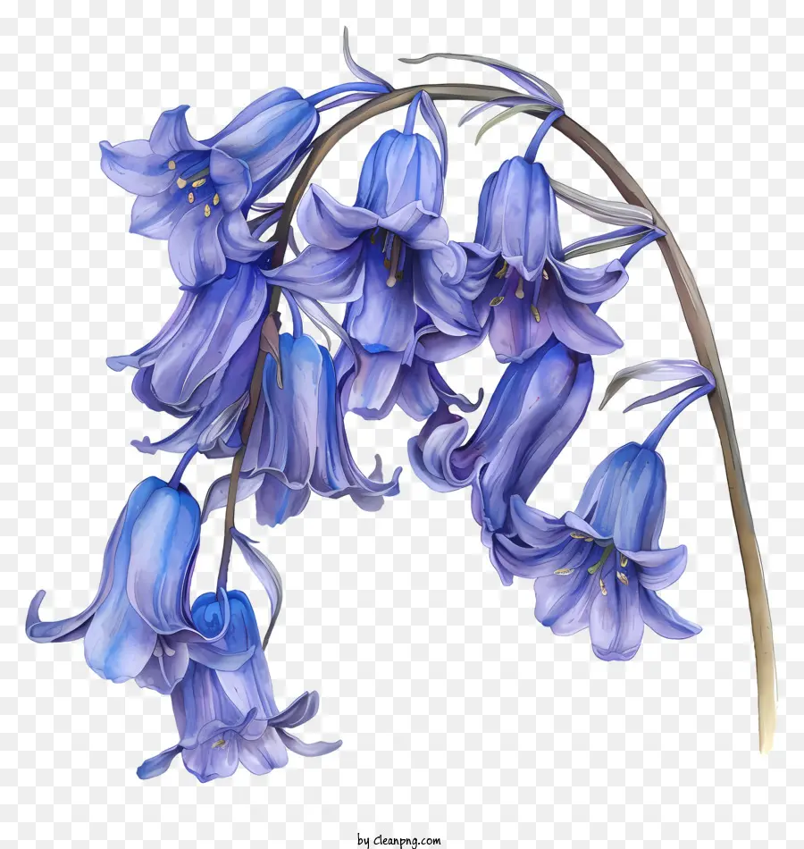 Bluebell çiçeği，Bahar çiçeği PNG