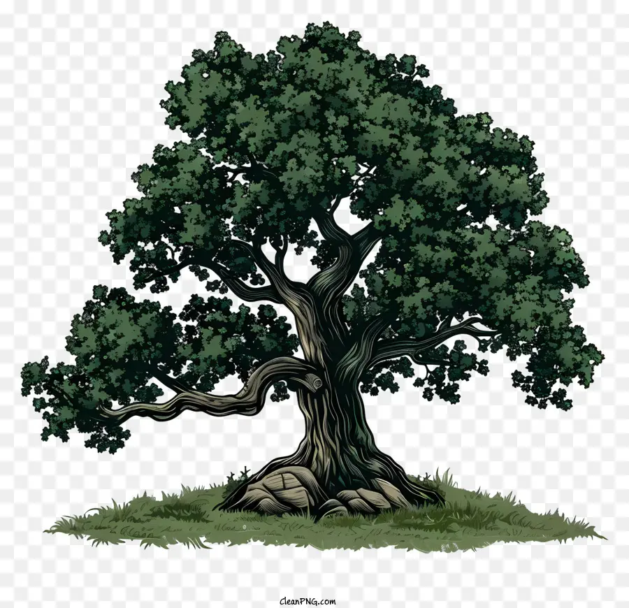 Ağaç Siluet，Meşe Ağacı PNG
