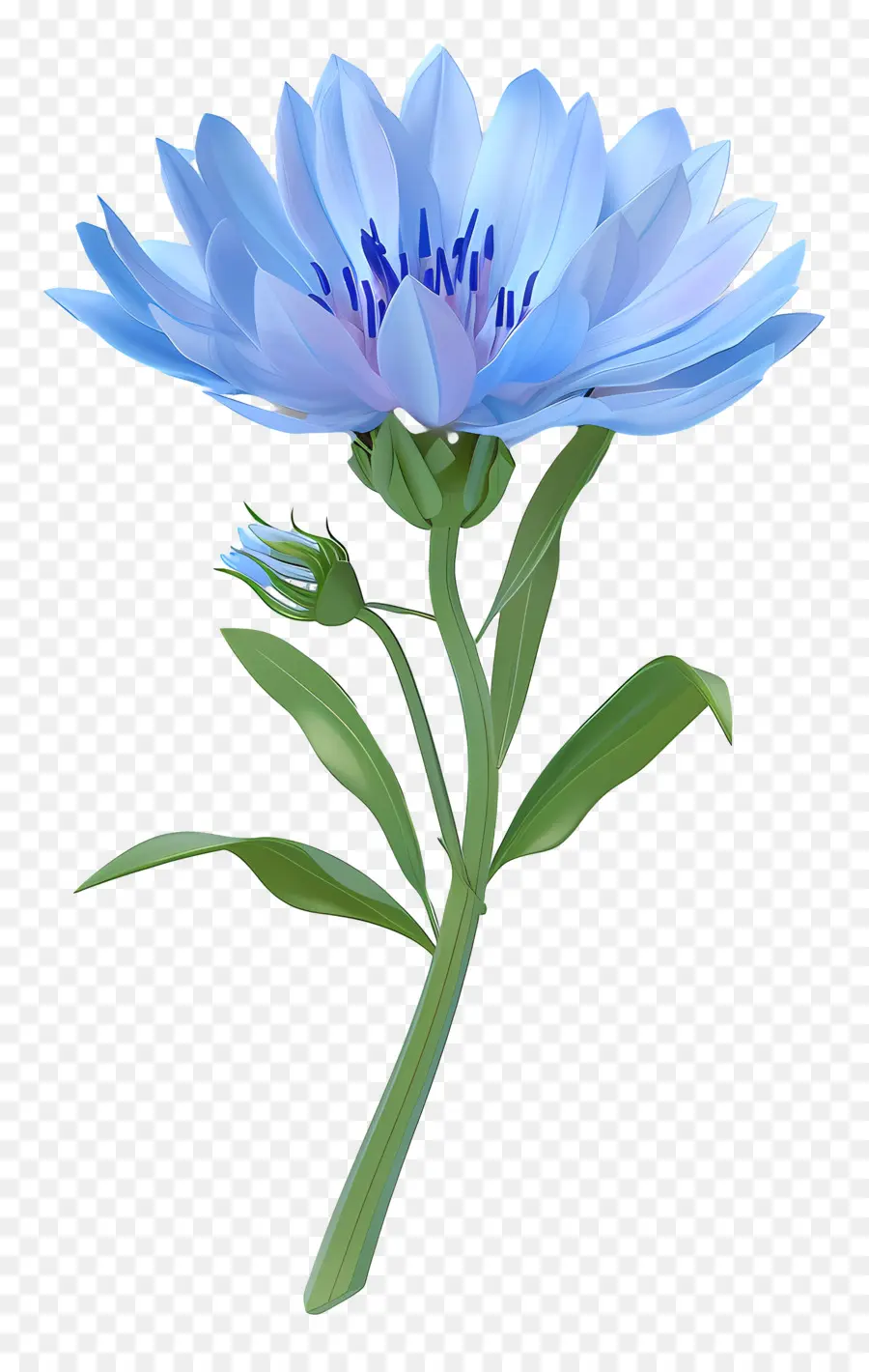 Hindiba，Mavi çiçek PNG
