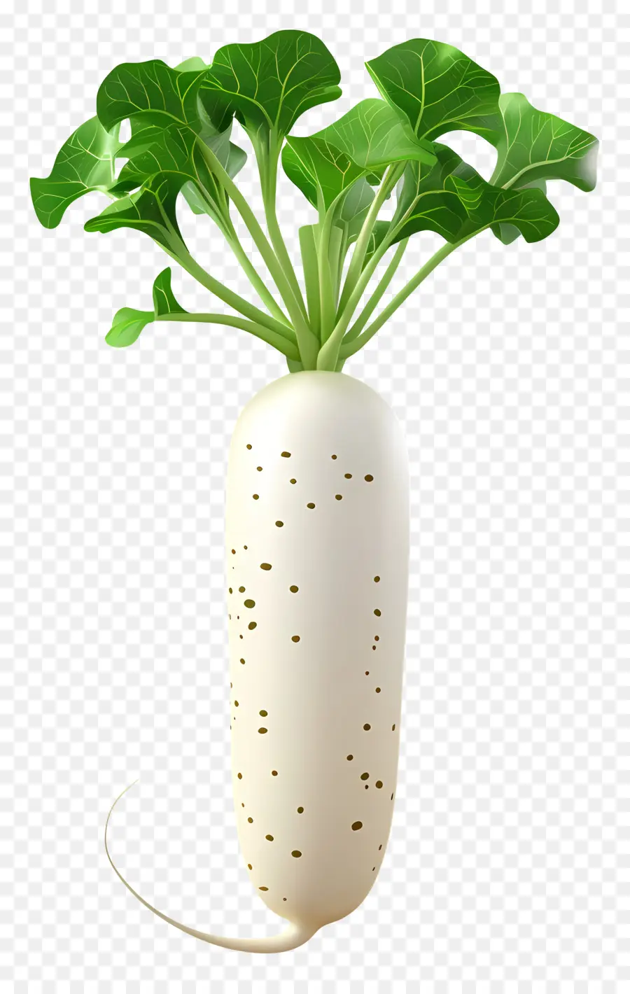 Daikon Turpu，Daikon Turp PNG