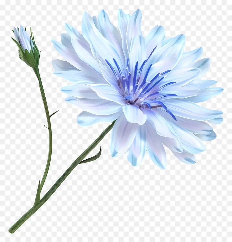 Hindiba，Beyaz çiçek PNG