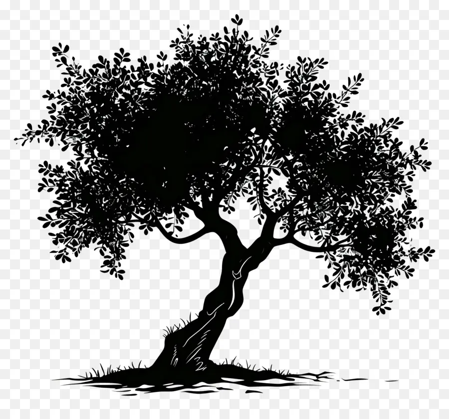 Zeytin Ağacı，Siluet PNG