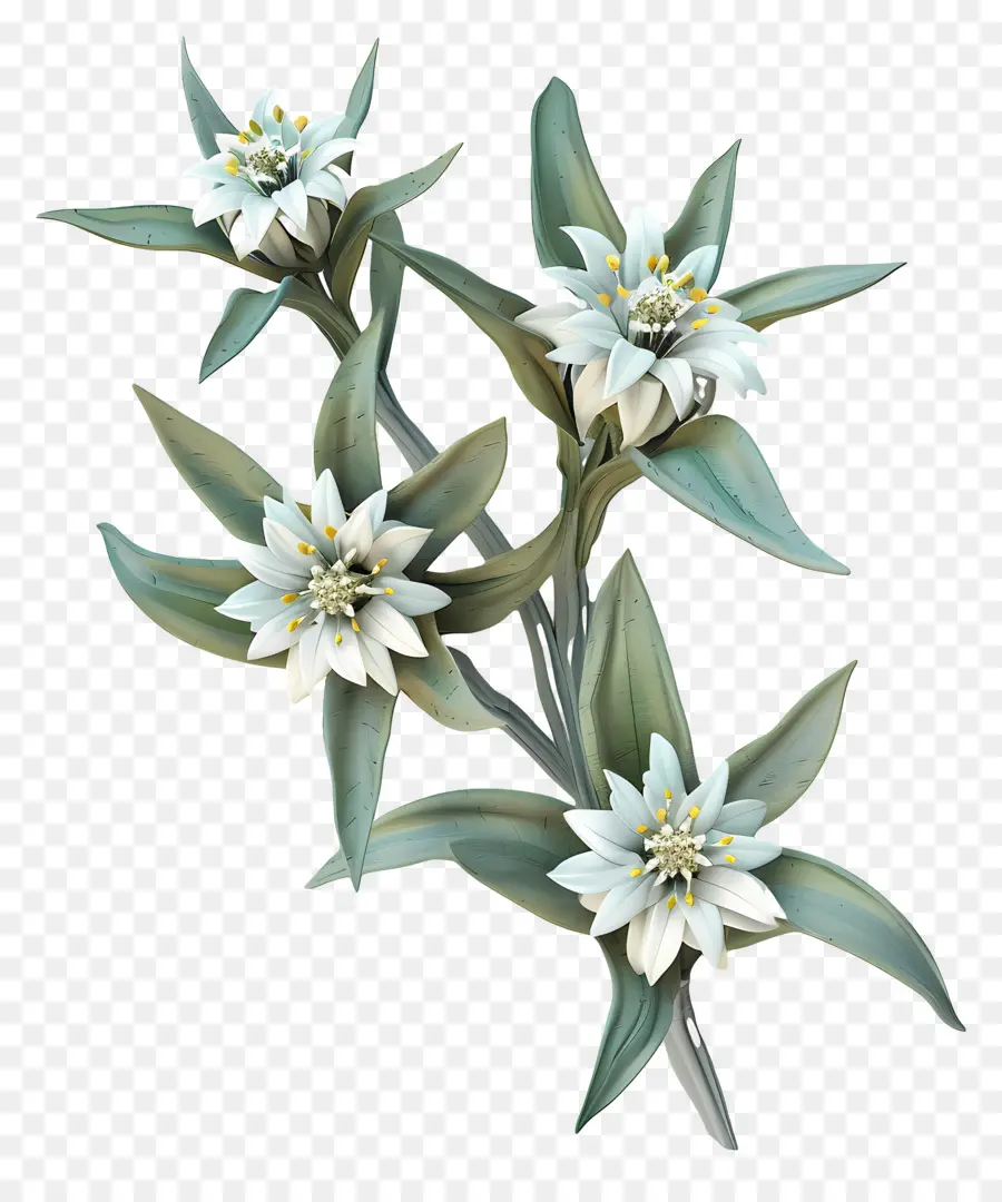 Edelweiss，Beyaz çiçekler PNG