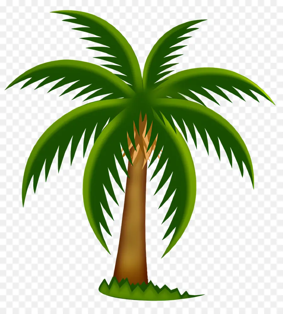 Yaprak，Palmiye Ağacı PNG