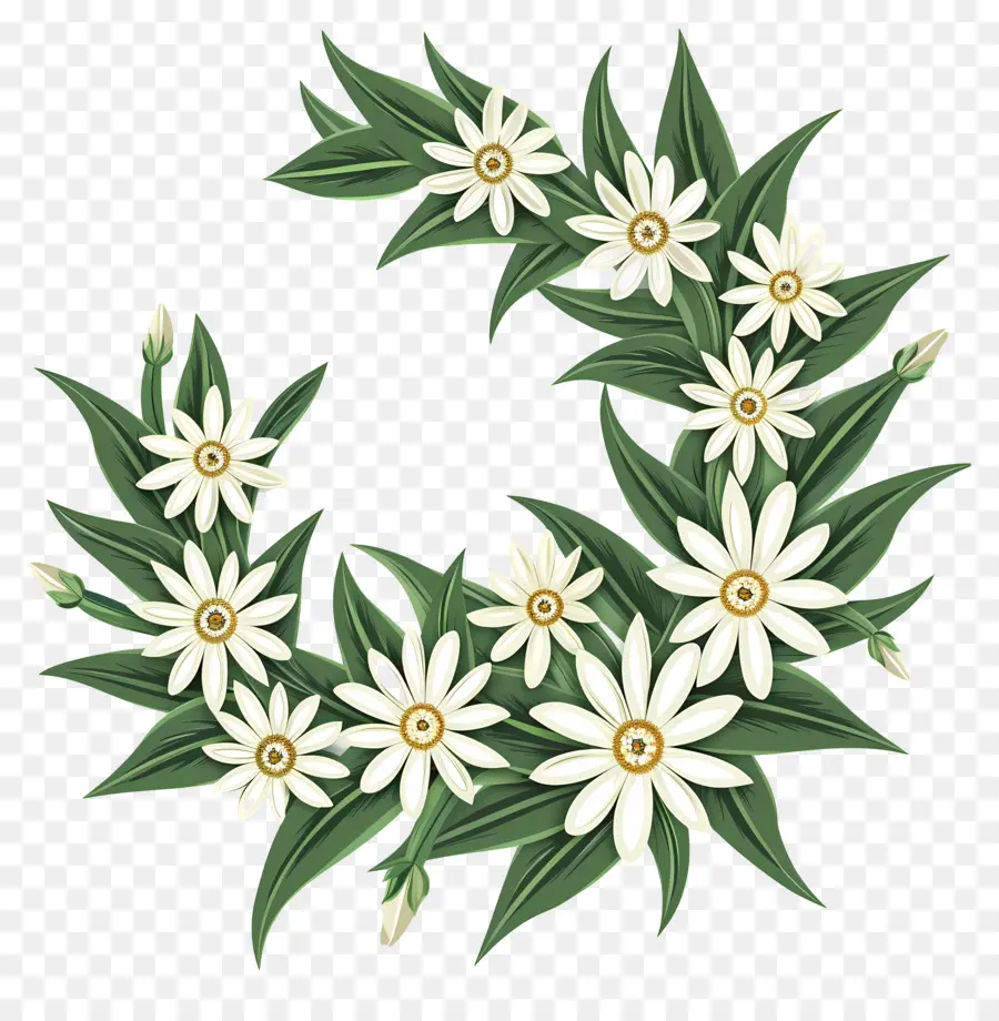 Edelweiss，Papatya PNG