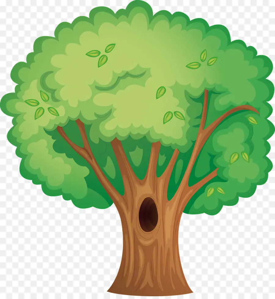 Ağaç，Yapraklı Kanopi PNG