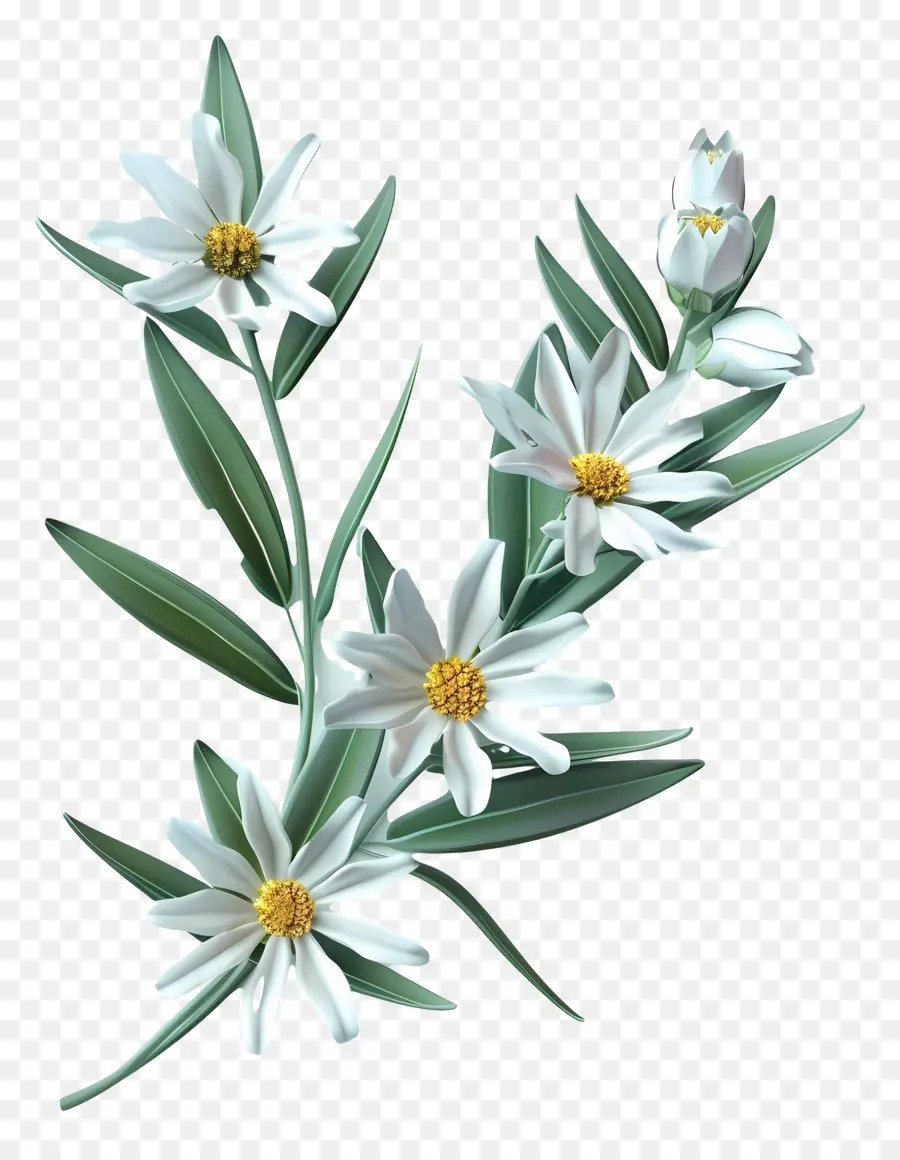Edelweiss，Beyaz Papatyalar PNG