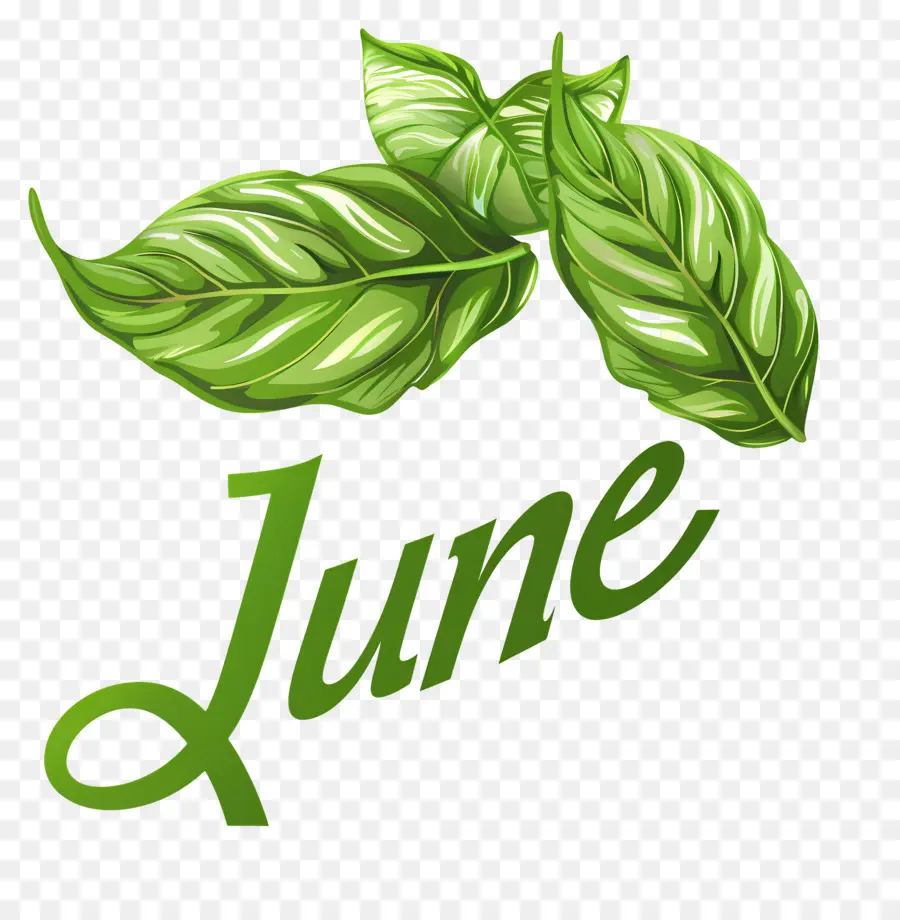 Merhaba Haziran，Yeşil Yaprakları PNG
