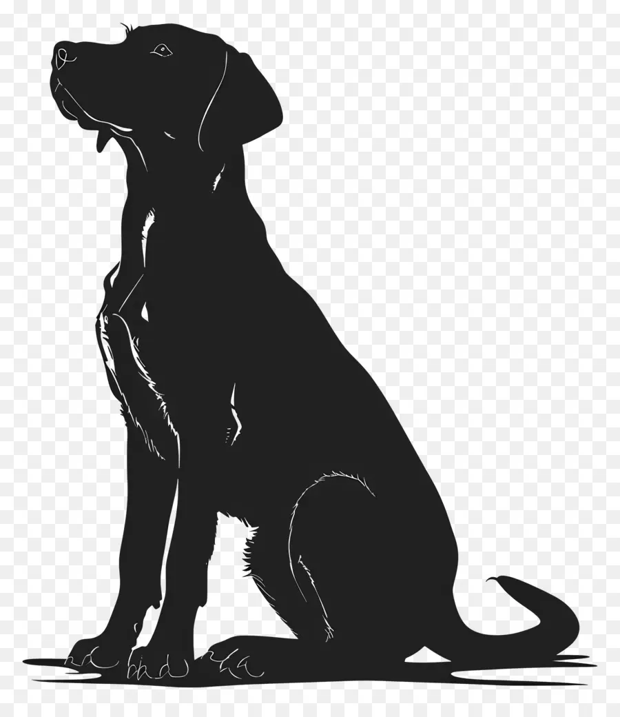 Köpek Siluet，Siyah Köpek PNG
