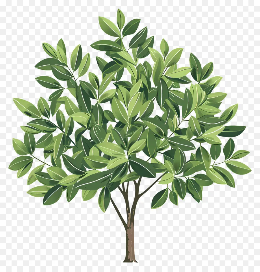 Defne Laurel Ağacı，Ağaç PNG