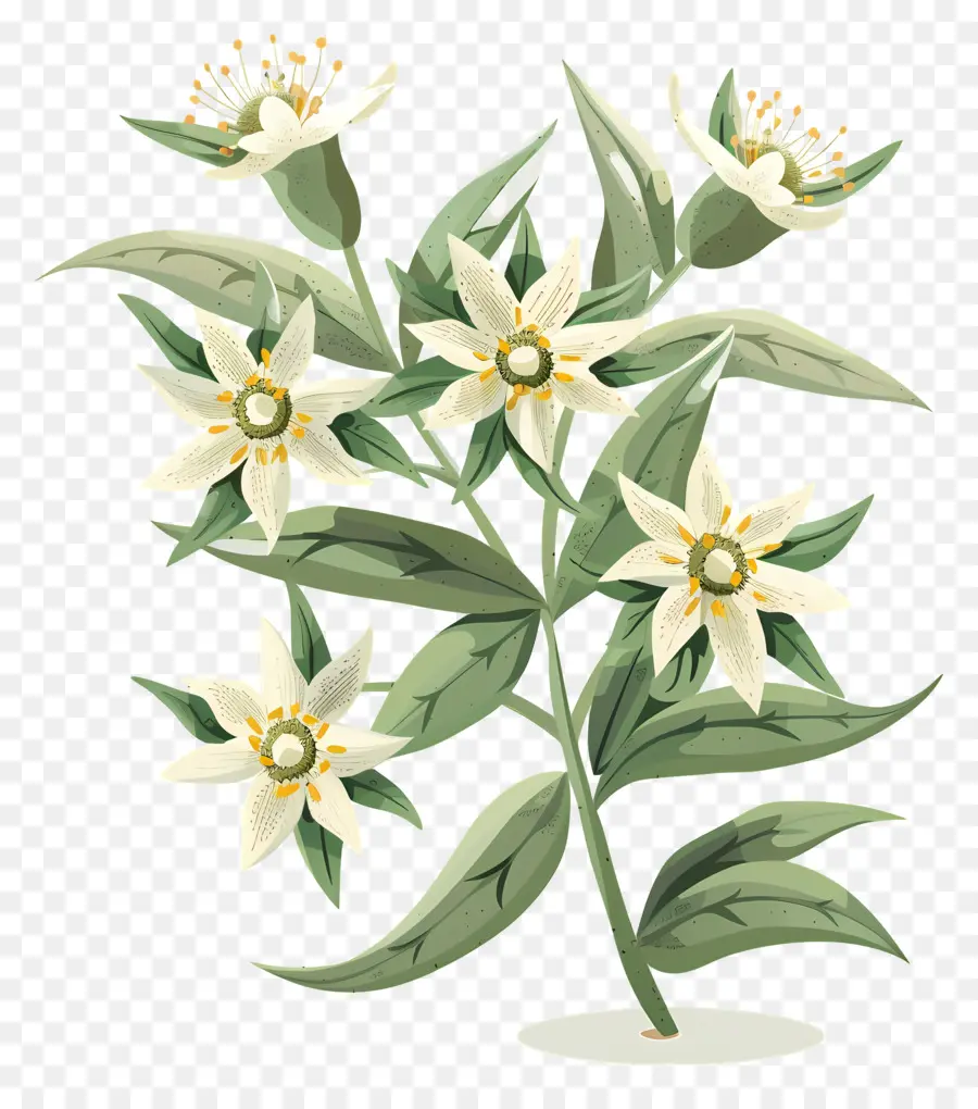 Edelweiss，çiçek PNG