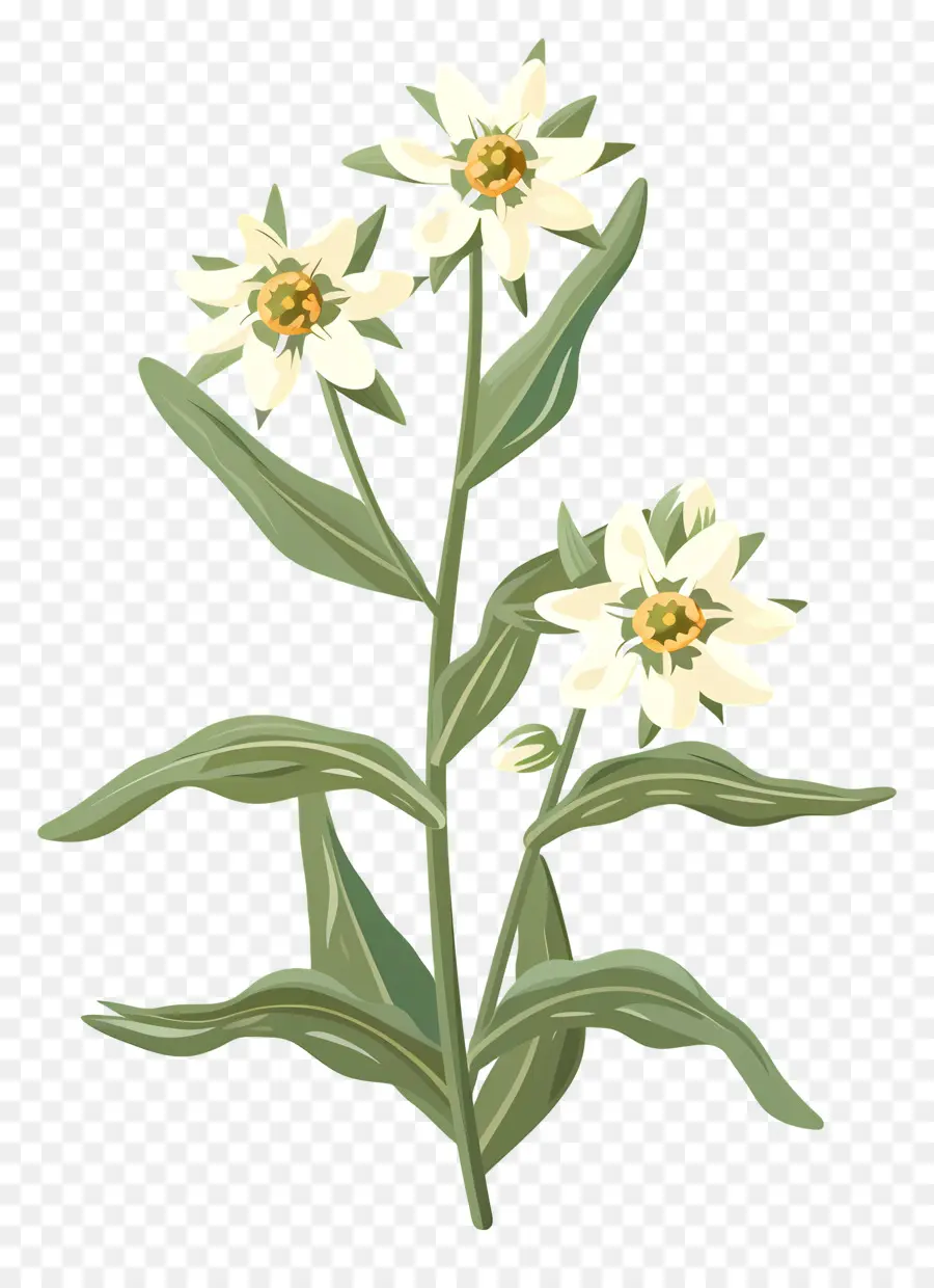 Edelweiss，Beyaz çiçekler PNG