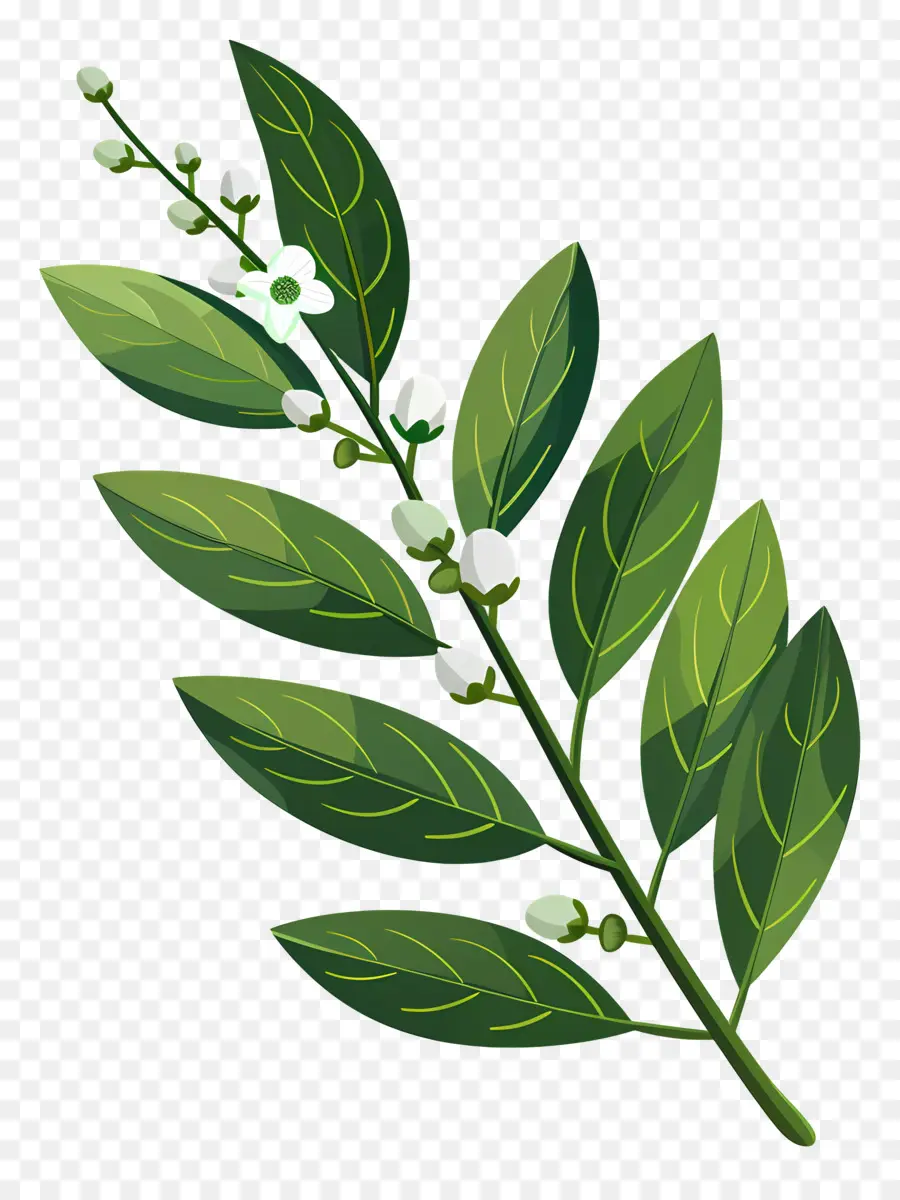 Kiraz Defne Yaprağı，Yeşil Yapraklı Bitki PNG