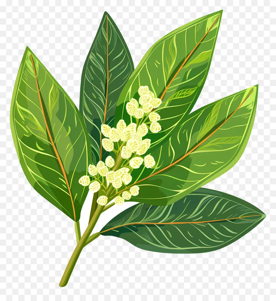 Kiraz Defne Yaprağı，Yeşil Yapraklı Ağaç PNG