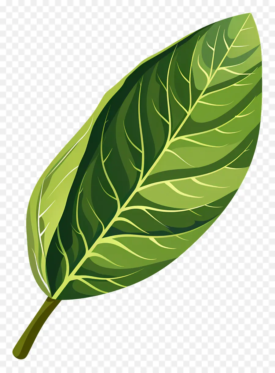 Kiraz Defne Yaprağı，Yeşil Yaprak PNG