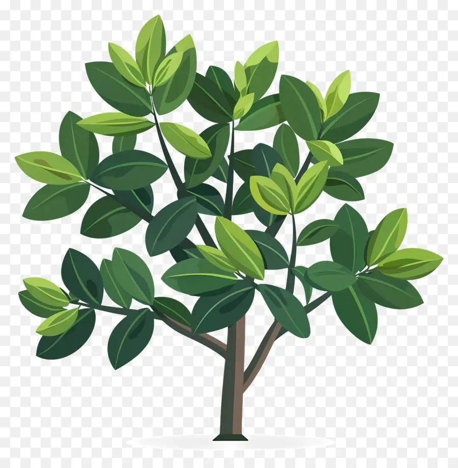Defne Laurel Ağacı，Bitki PNG