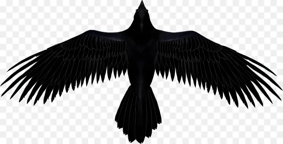 Ravens Logosu，Siyah Kuş PNG