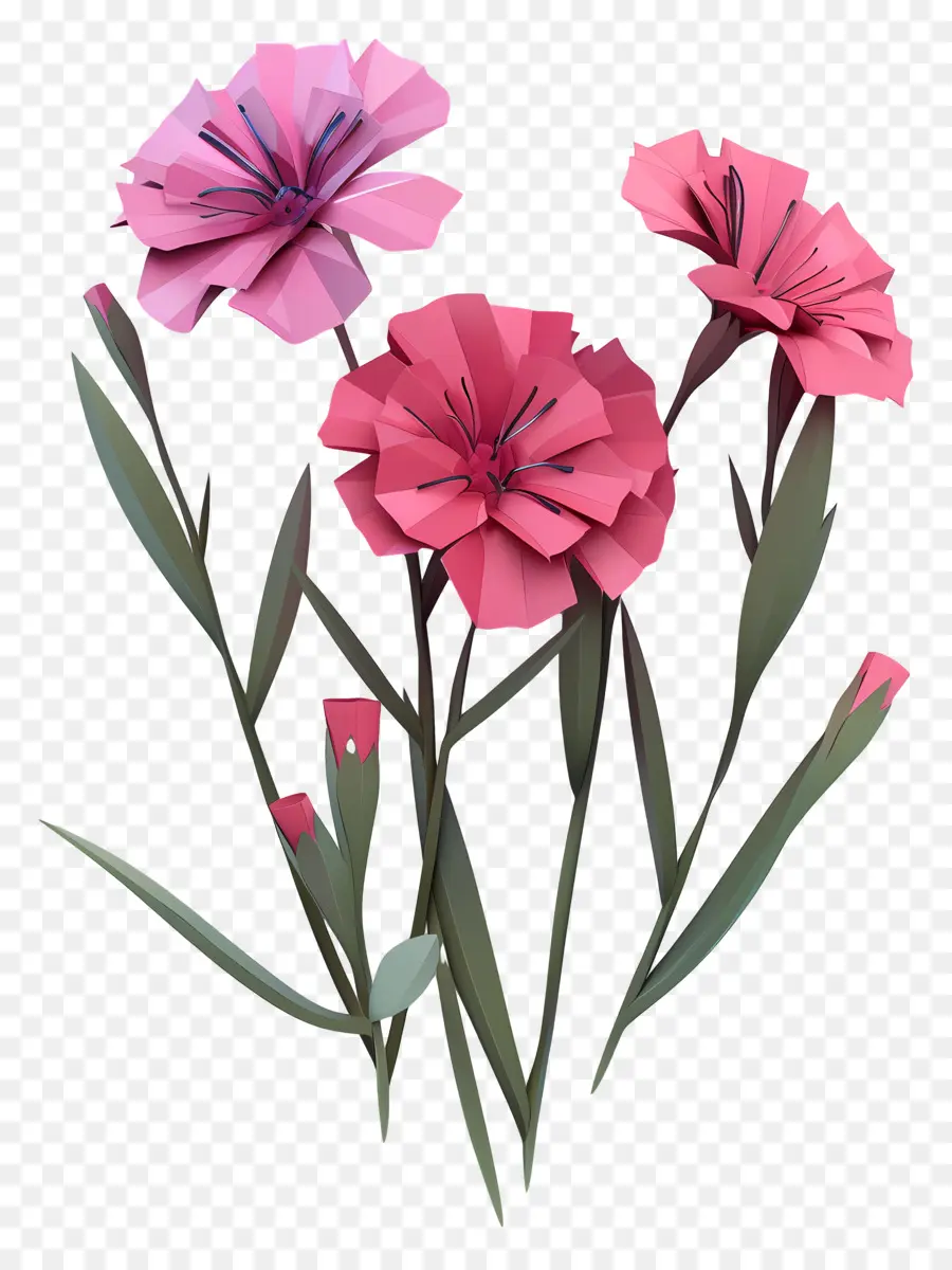 Dianthus çiçeği，Pembe çiçekler PNG
