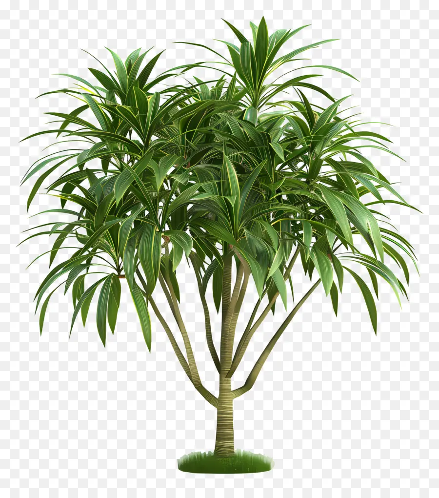 Dracaena，Yeşil Bitki PNG