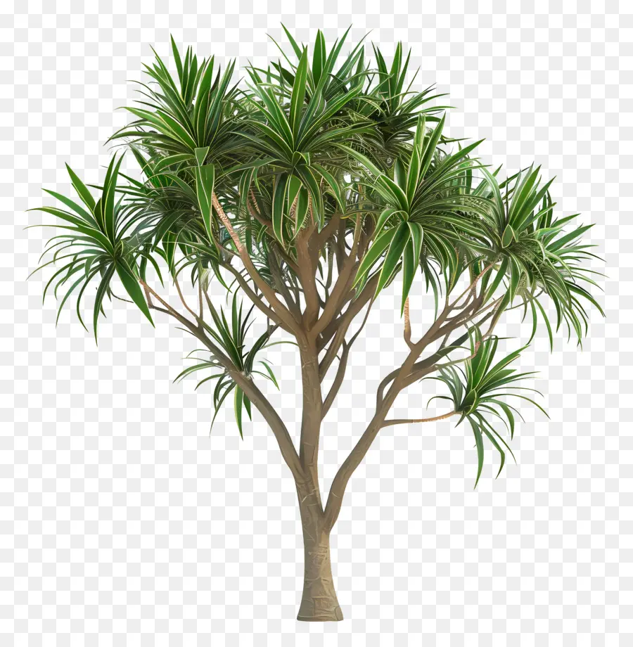 Dracaena，Dracaena Ağacı PNG