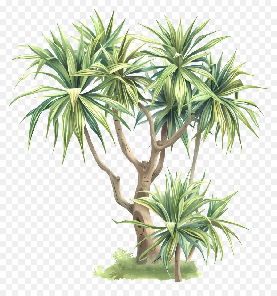 Dracaena，Palmiye Ağacı PNG