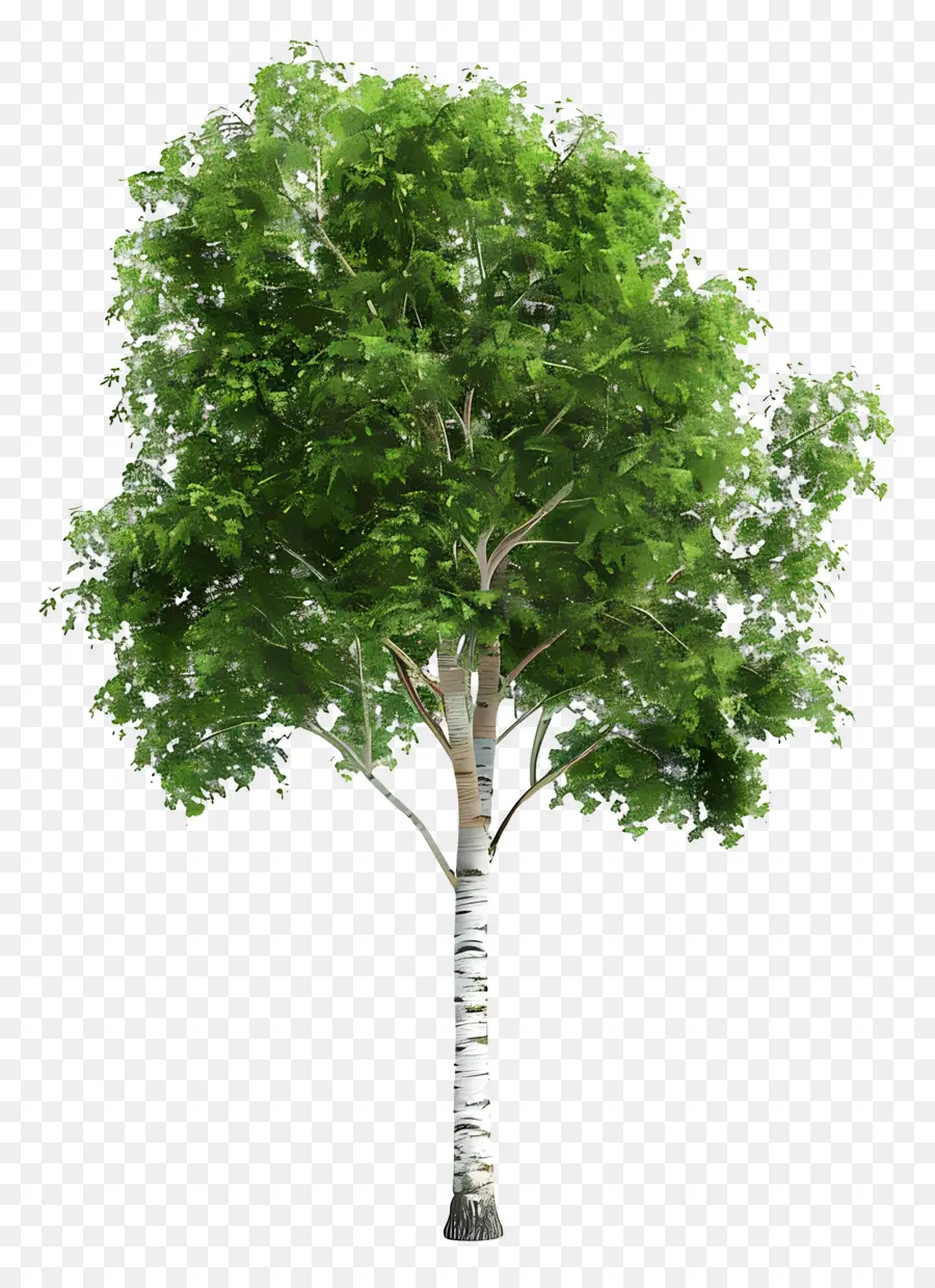 Huş Ağacı，Bükülmüş Ağaç PNG