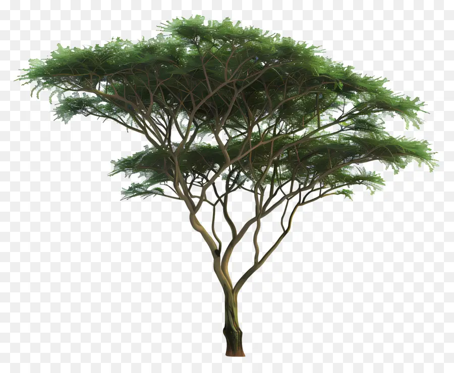Akasya Ağacı，Ağaç PNG