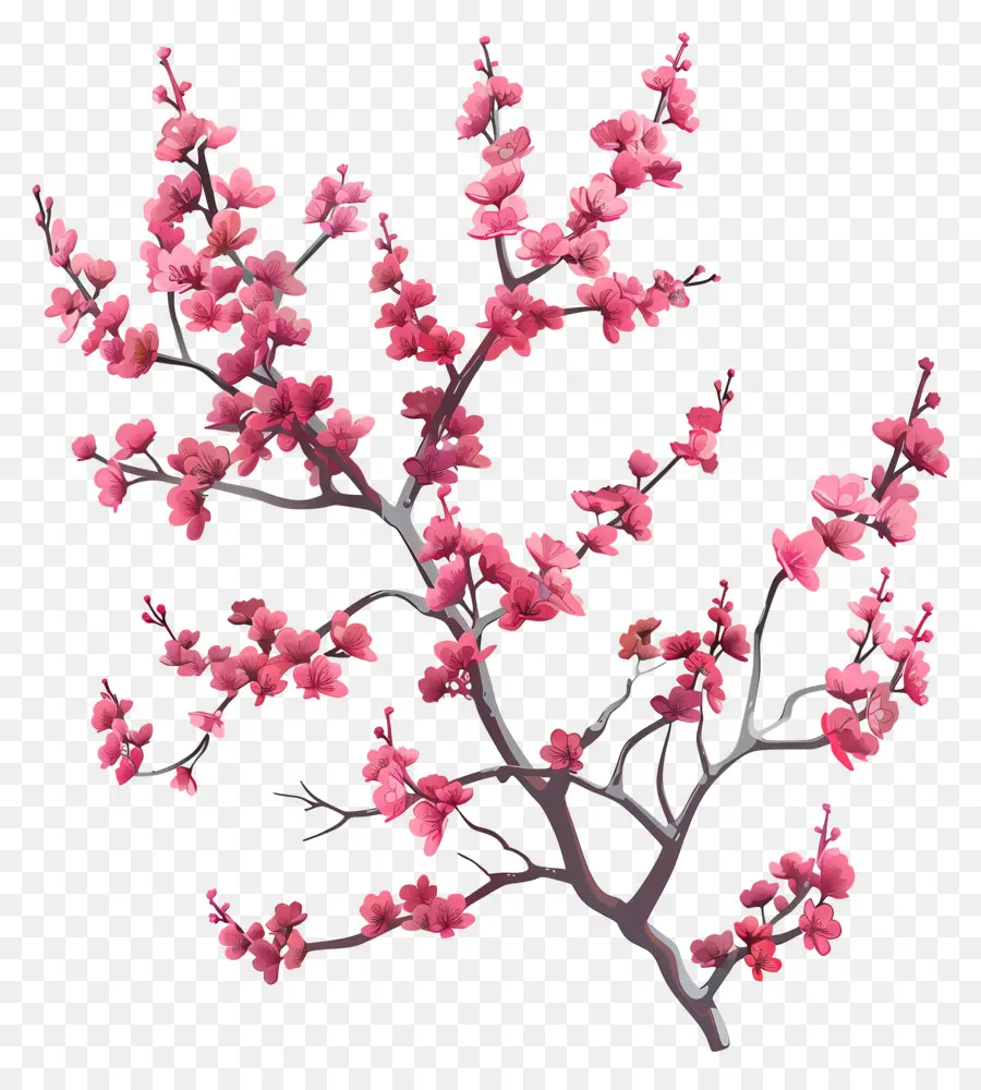 Çin Erguvan，Kiraz çiçeği Ağacı PNG