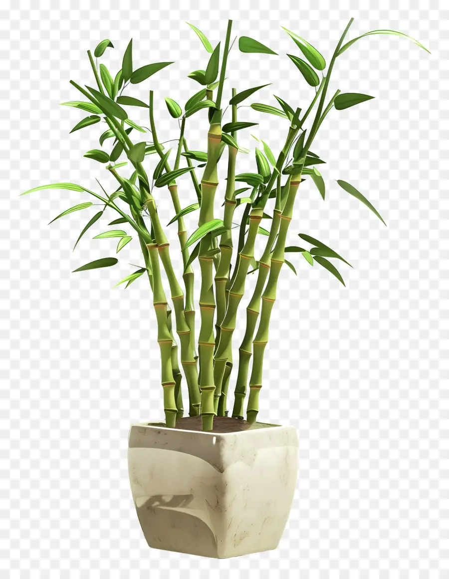 Şanslı Bambu，Bambu Bitki PNG