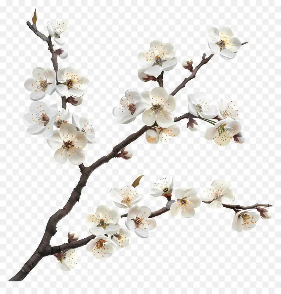 Çiçek Açan Kiraz Ağacı Dalı，Ağaç PNG