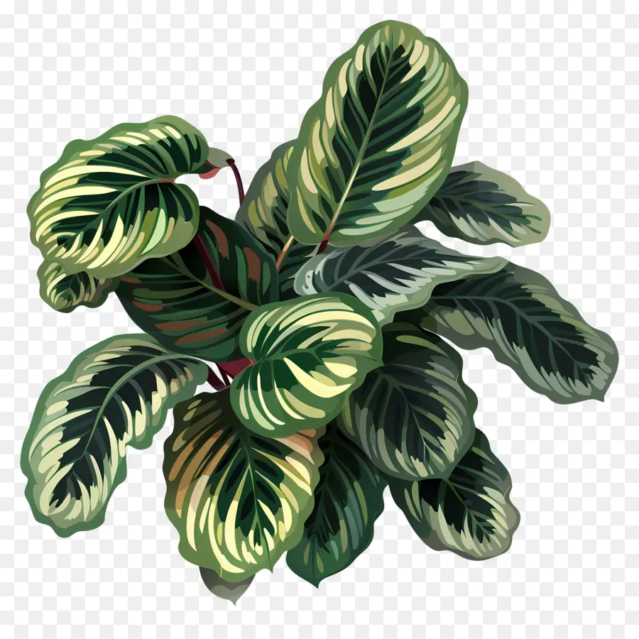 Kalathea Bitkisi，Yeşil Bitki PNG