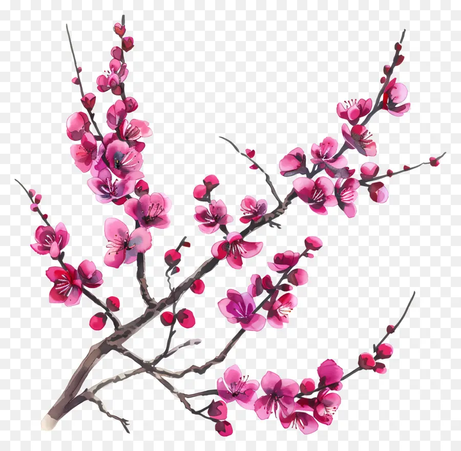 Çin Erguvan，Kiraz çiçeği PNG