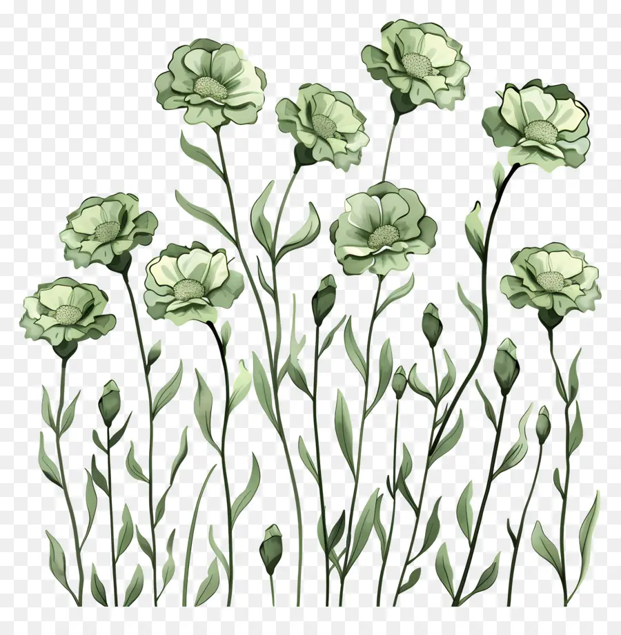 Yeşil Karanfil，Beyaz çiçekler PNG