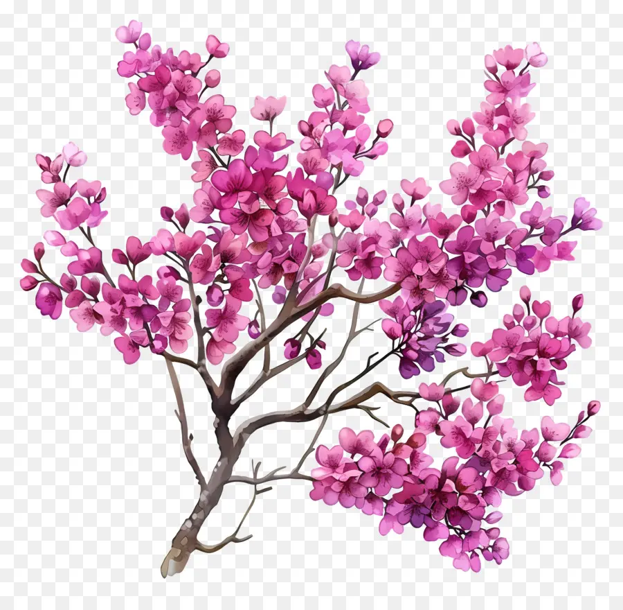 Çin Erguvan，Pembe çiçek Ağacı PNG