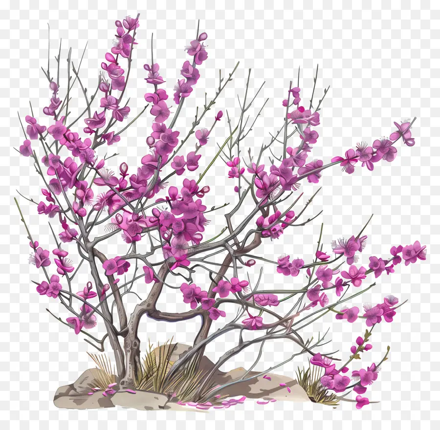 Çin Erguvan，Pembe Çiçekli Ağaç PNG