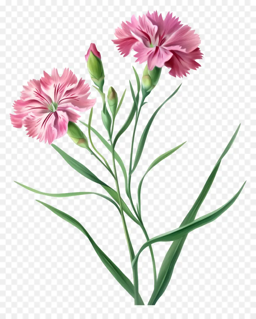3d çizgi Film çiçekleri，Pembe Karanfil PNG