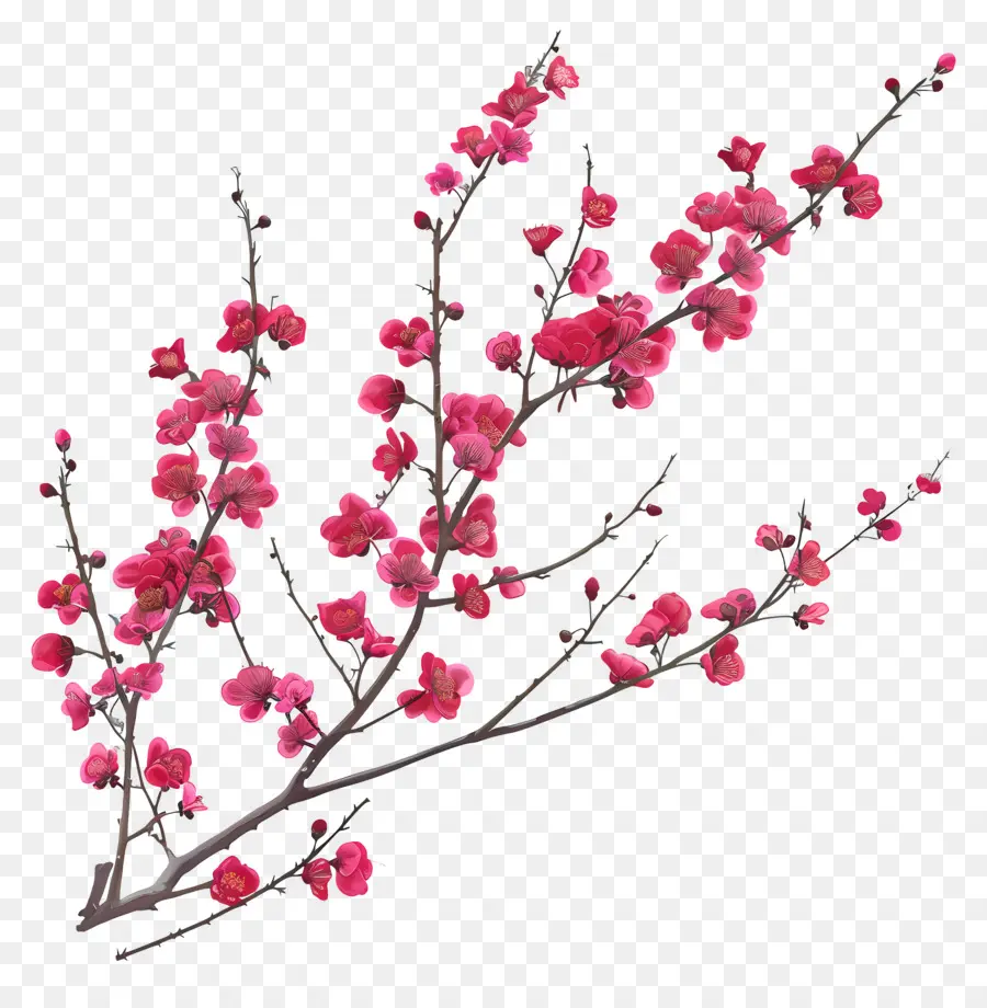 Çin Erguvan，Pembe çiçekler PNG