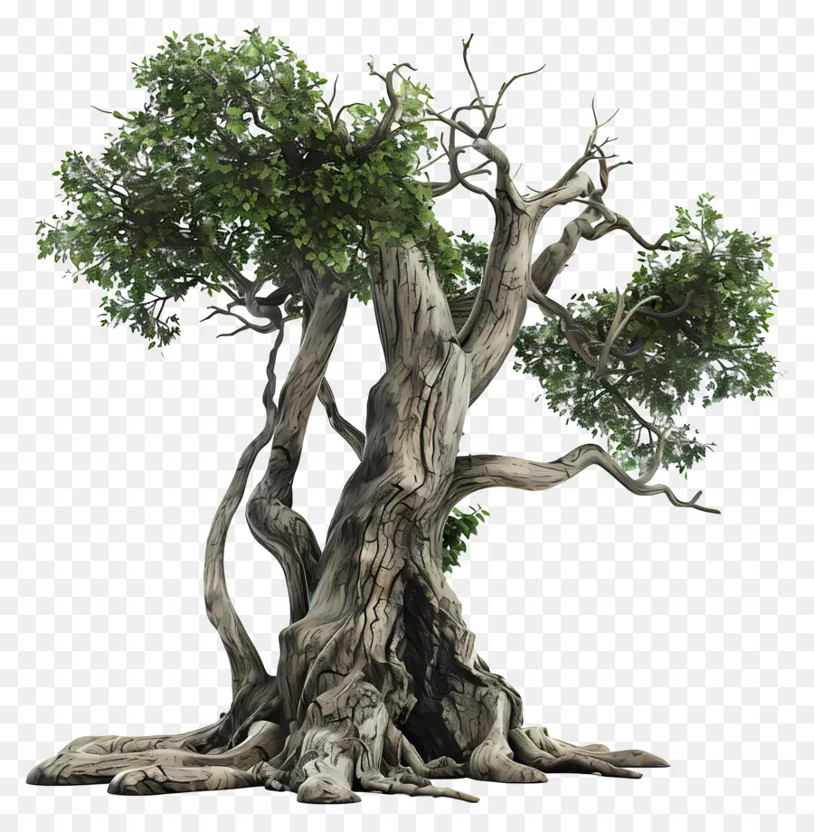 Ağacın Gövdesi，Eski Meşe Ağacı PNG