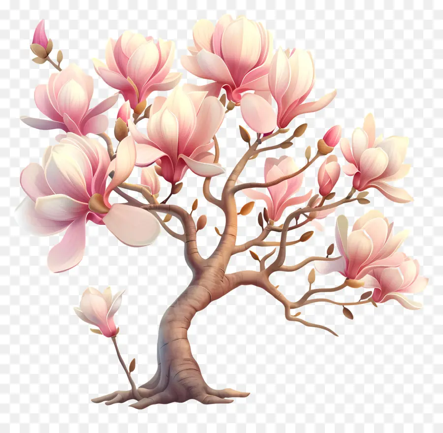 Manolya Ağacı，Beyaz Pembe Çiçekler PNG