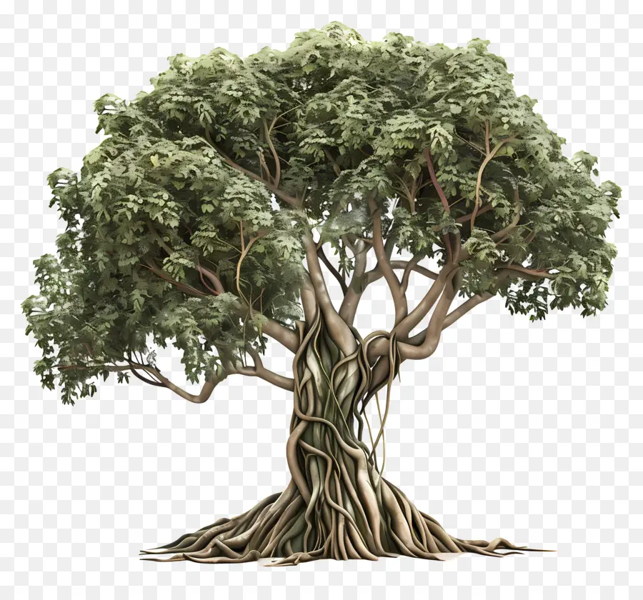 Bodhi Ağacı，Banyan Ağacı PNG